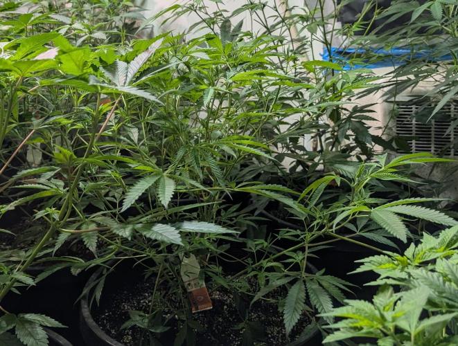 Sunset Sherbet. Week 13