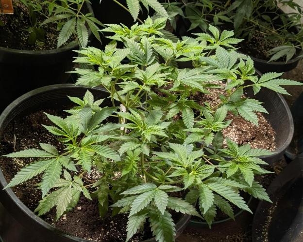 Forbidden Fruit. Week 13