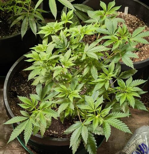 Forbidden Fruit. Week 13