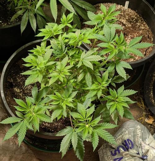 Forbidden Fruit. Week 13