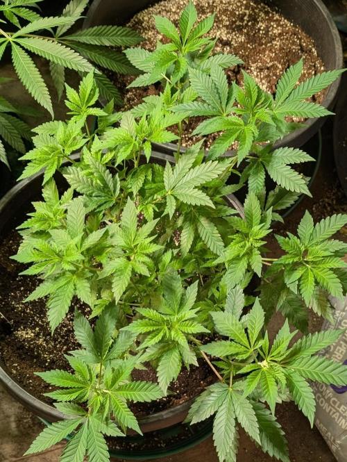 Forbidden Fruit. Week 13