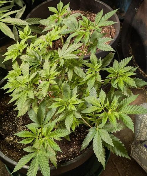 Forbidden Fruit. Week 13
