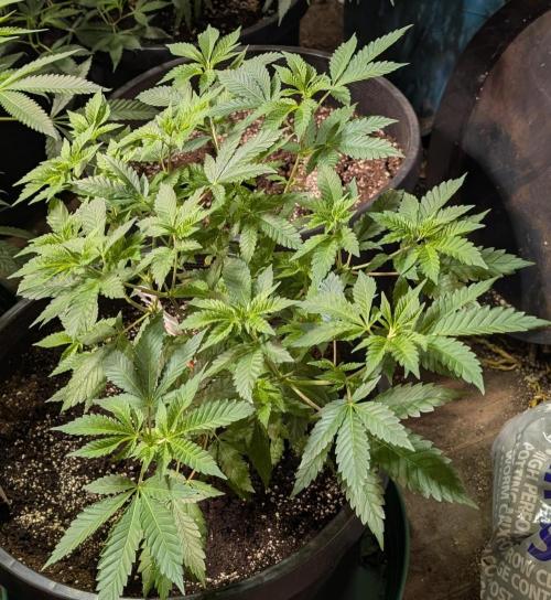 Forbidden Fruit. Week 13