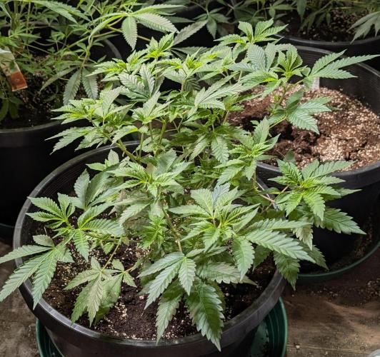 Forbidden Fruit. Week 13