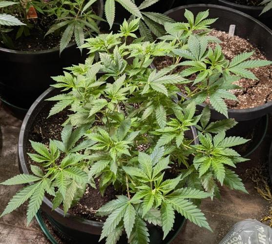 Forbidden Fruit. Week 13