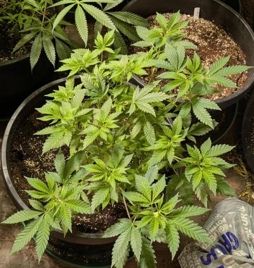Forbidden Fruit. Week 13