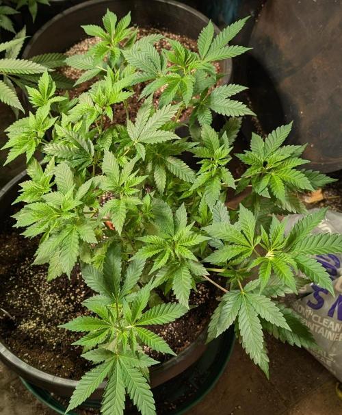 Forbidden Fruit. Week 13