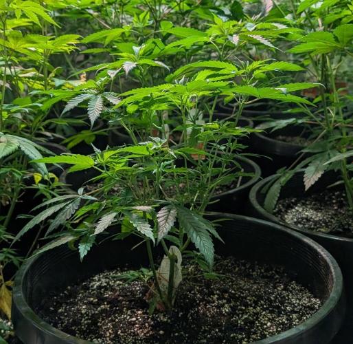 Pellezino Cookies. Week 13