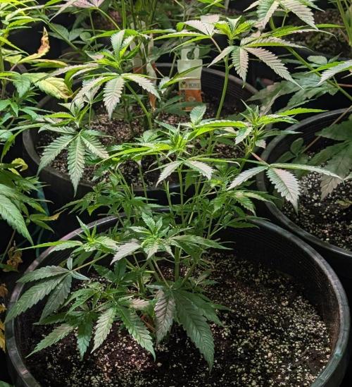 Pellezino Cookies. Week 13