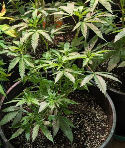 Pellezino Cookies. Week 13