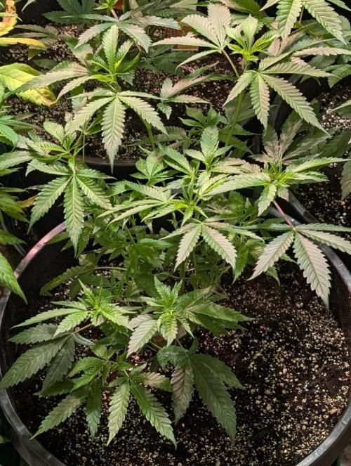 Pellezino Cookies. Week 13