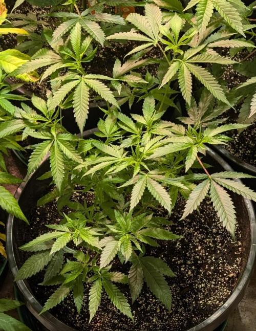 Pellezino Cookies. Week 13