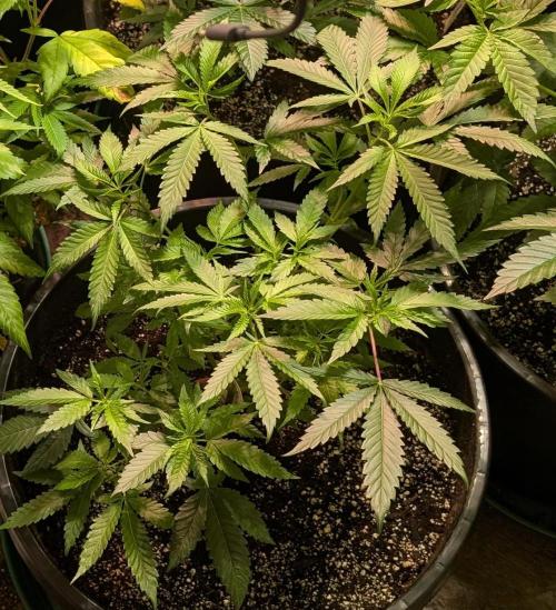 Pellezino Cookies. Week 13