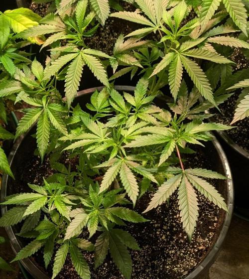 Pellezino Cookies. Week 13