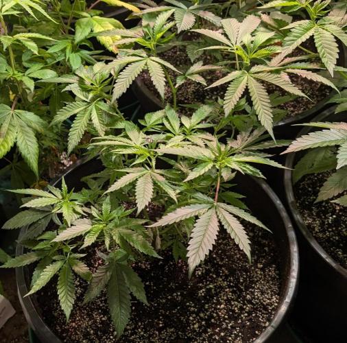 Pellezino Cookies. Week 13