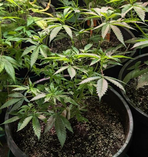 Pellezino Cookies. Week 13