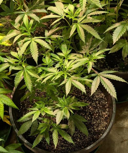 Pellezino Cookies. Week 13