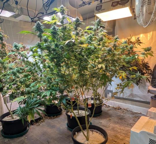 Killer Kush. Week 26