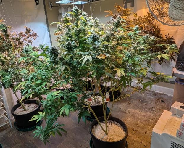 Killer Kush. Week 26