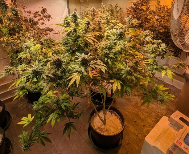 Killer Kush. Week 26