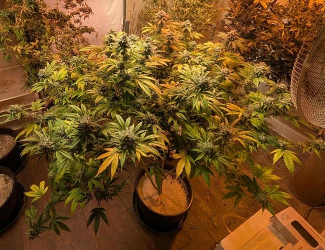 Killer Kush. Week 26