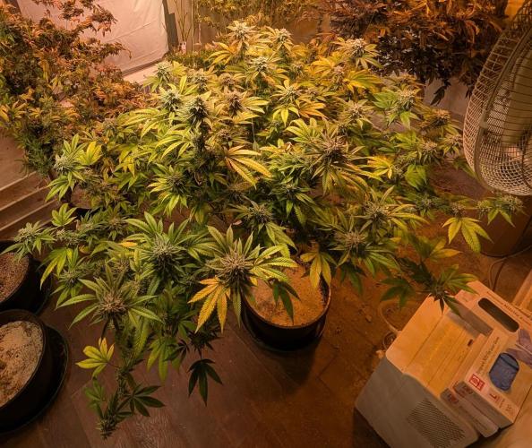 Killer Kush. Week 26