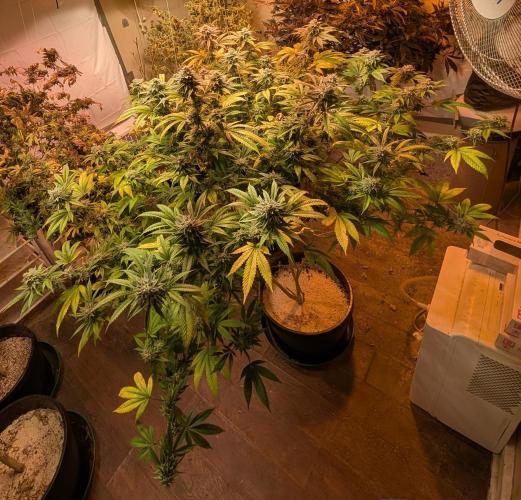 Killer Kush. Week 26