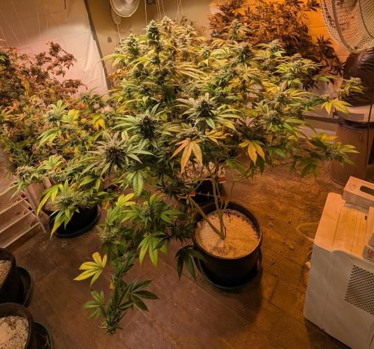 Killer Kush. Week 26