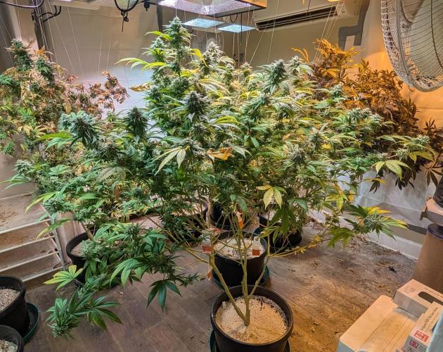 Killer Kush. Week 26