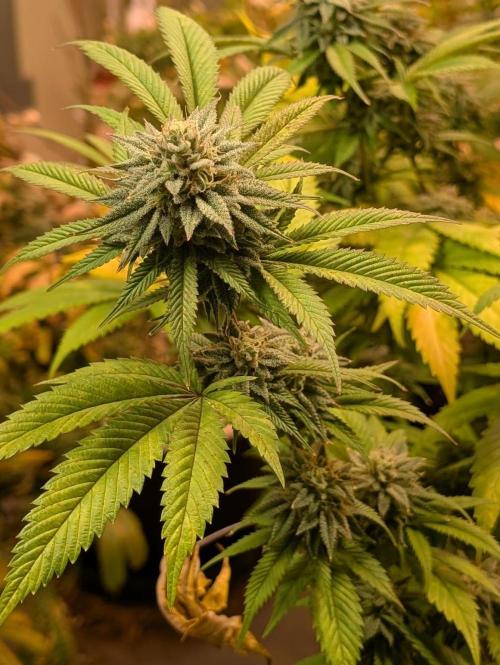 Killer Kush. Week 26