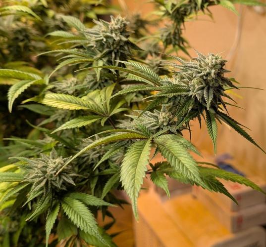 Killer Kush. Week 26