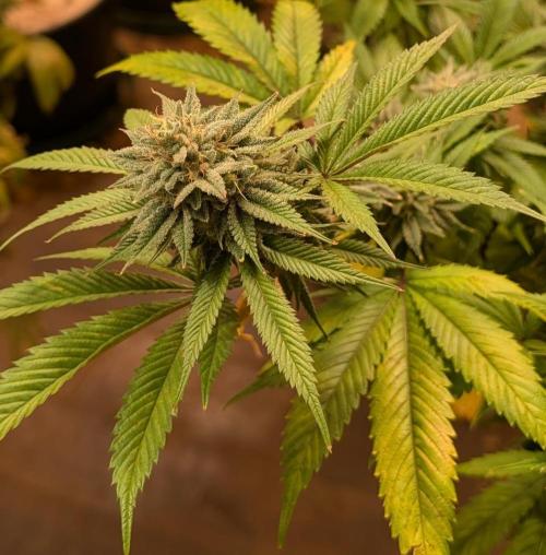 Killer Kush. Week 26