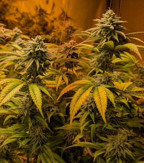 Killer Kush. Week 26