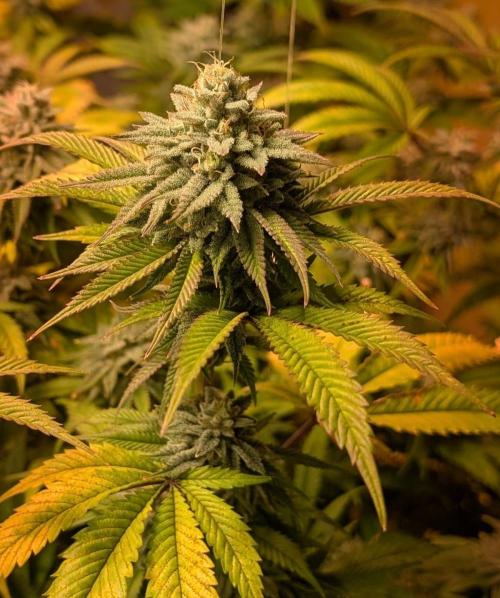 Killer Kush. Week 26