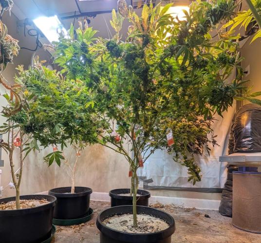 MAC Ganja. Week 26
