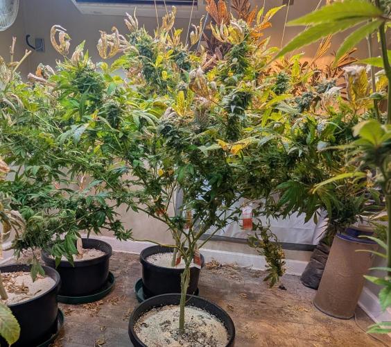 MAC Ganja. Week 26