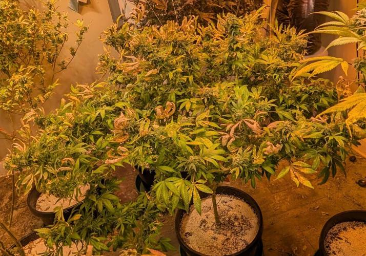 MAC Ganja. Week 26