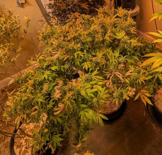 MAC Ganja. Week 26