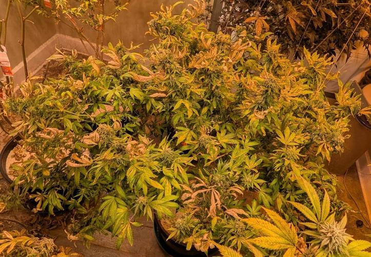 MAC Ganja. Week 26