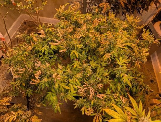 MAC Ganja. Week 26
