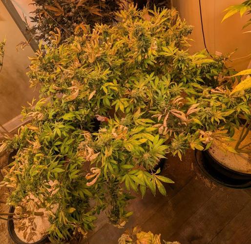 MAC Ganja. Week 26