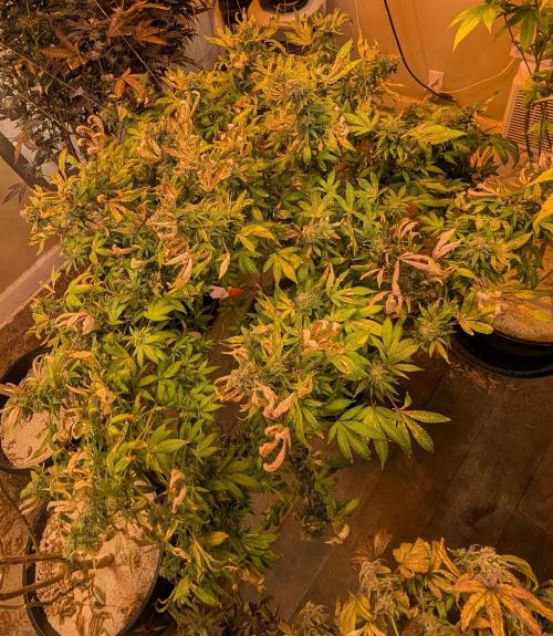 MAC Ganja. Week 26