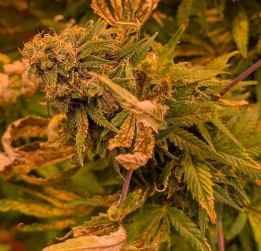 MAC Ganja. Week 26