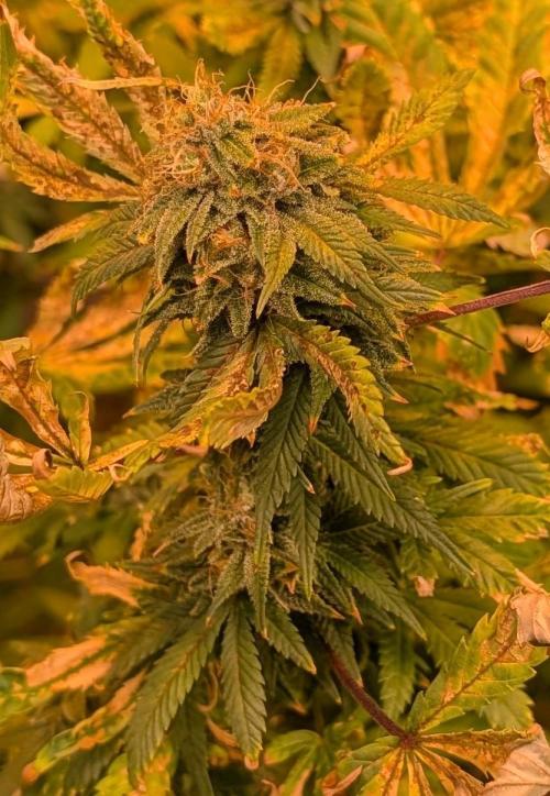 MAC Ganja. Week 26