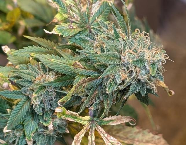MAC Ganja. Week 26