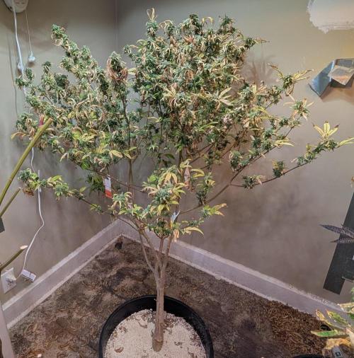 Fat Banana. Week 26