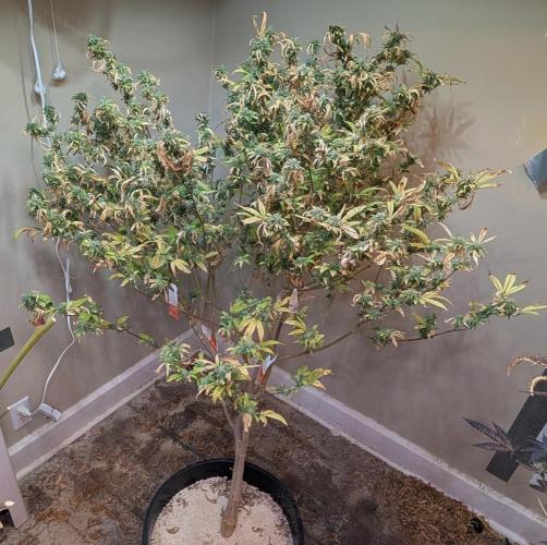 Fat Banana. Week 26