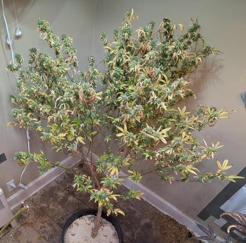 Fat Banana. Week 26