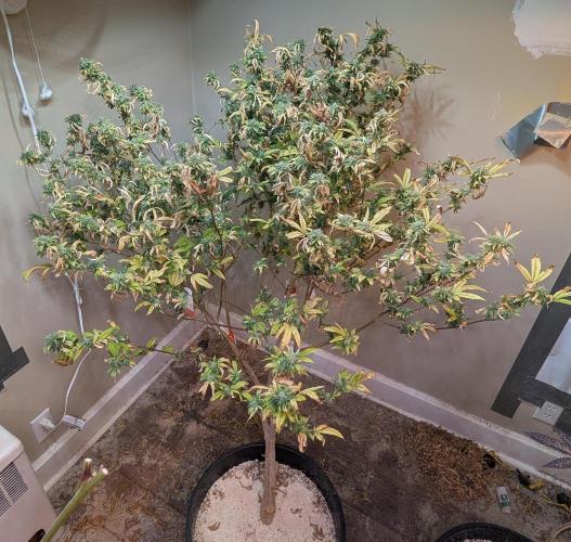 Fat Banana. Week 26