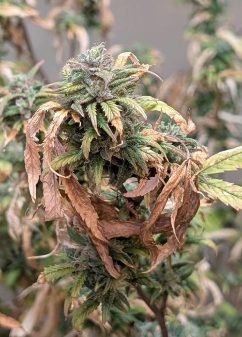 Fat Banana. Week 26